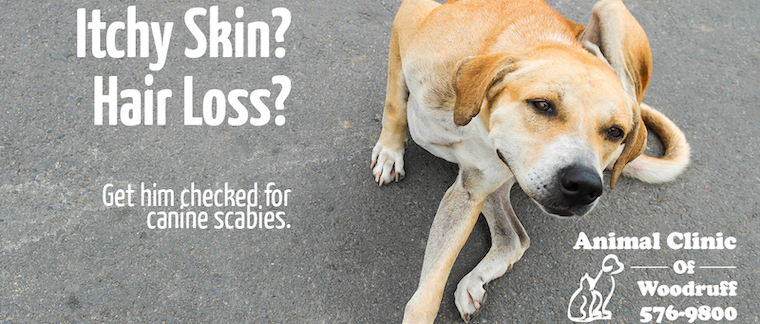 symptoms of sarcoptic mange in dogs