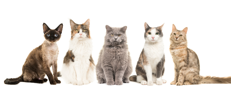 different breeds of cats images