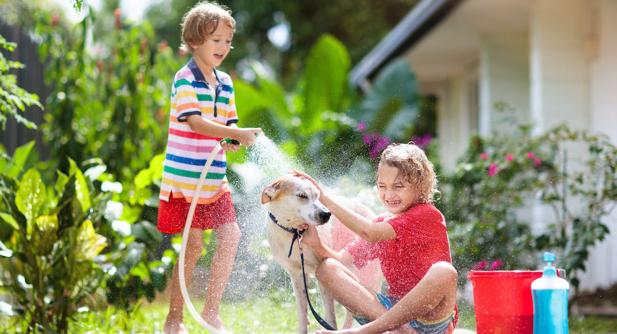 Grooming your Dog at Home: Tips and Tricks for a Healthy Coat | Animal Clinic of Woodruff Grooming your Dog at Home: Tips and Tricks for a Healthy Coat | Animal Clinic of Woodruff