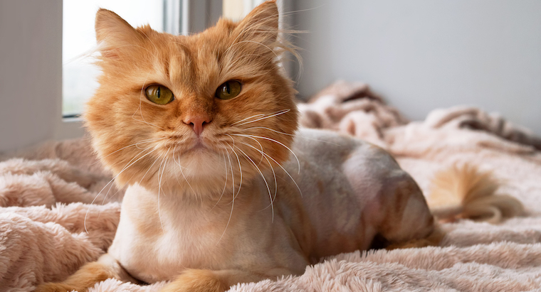 How to Care for Long Cat Hair | Animal 
